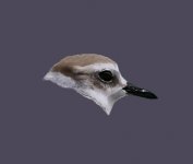 Malaysian Plover head 2.jpg