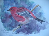 Pine Grosbeak.jpg