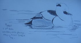 male smew.jpg