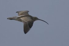 Curlew.jpg