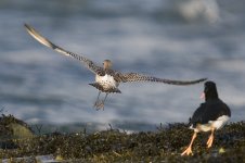 bar tailed godwit1.jpg