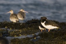 bar tailed godwit2.jpg