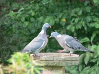 DS wood pigeon 2 on bath 2.jpg