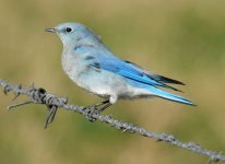 Mountain Bluebird ad m 14 Nov 06.jpg