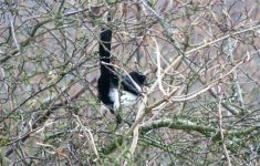 Magpie%20rear%20with%20tail%20up%20971.jpg