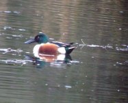 shoveler beaulieu 160207.JPG