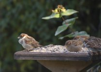 _DSC4386 sick birds.jpg