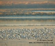 lesser flamingo in spain.jpg