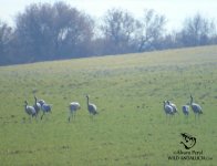 cranes wintering in the costa del sol.jpg