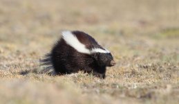 Hog-nosed Skunk ch 5.jpg