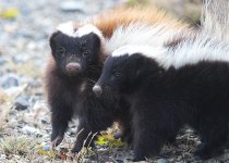 Hog-nosed Skunk ch 6.jpg