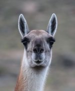 Guanaco ch 2.jpg