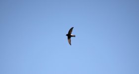 10 Little Swift 16.02.13 17.49.jpg