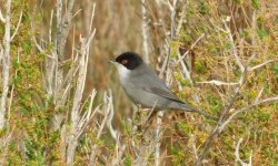 sardinian warbler sc.jpg