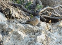 rock bunting sc.jpg