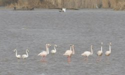 greater flamingo sc.jpg