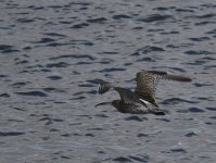 Curlew_Girdle Ness_040217a.jpg