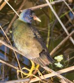 Purple Gallinule 2-4-2017.jpg