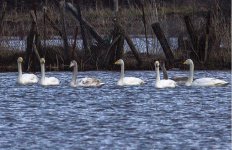 Whooper swans Lesvos 150117 by Michael Bakas.JPG