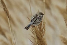 Pallas's Reed Bunting.jpg