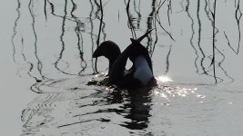 purple swamphen sc.jpg