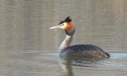 great crest grebe sc.jpg