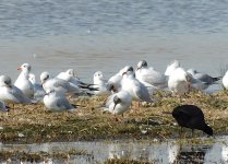 mediterranean gulls sc.jpg