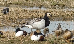 barnacle goose sc.jpg