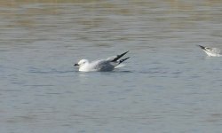 audouin's gull sc.jpg