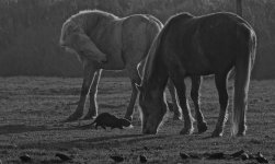 DSC06363 Nutria & Camargue horses @ Po Delta.JPG