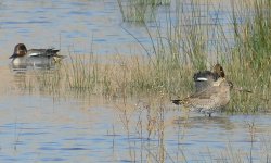 black-tailed godwit sc.jpg