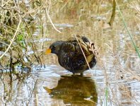 spotted crake sc.jpg