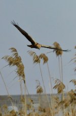 marsh harrier sc.jpg