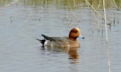 wigeon sc.jpg