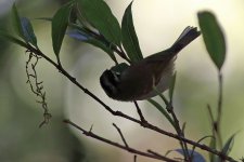 bf_0620_phylloscopus.jpg