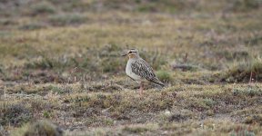 Tawny-throated Dotterel ch 1.jpg