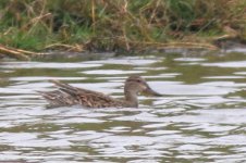 Common Teal (03) - Copy.jpg