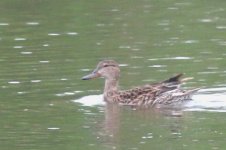 Common Teal (04) - Copy.jpg