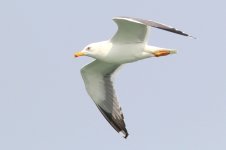 Heuglin's Gull (02) - Copy.jpg