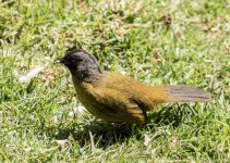 Large Footed Finch.jpg