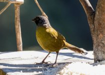 Large footed finch 2.jpg