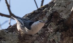 White Breasted Nuthatch 2-19-2017.jpg