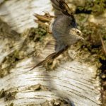 Treecreeper.jpg