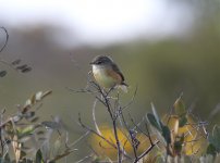 Rufous-sided-Pygmy-tyrant.jpg