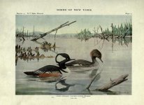 hooded mergansers.jpg