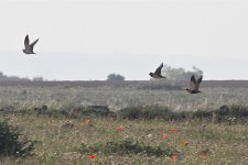 Mixed+Sandgrouse+SC.jpg