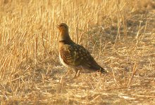 6+Pin-tailed+Sandgrouse+SC.JPG