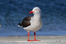 Dolphin Gull ch 2.jpg