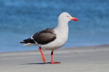 Dolphin Gull ch 4.jpg