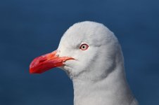 Dolphin Gull ch 7.jpg